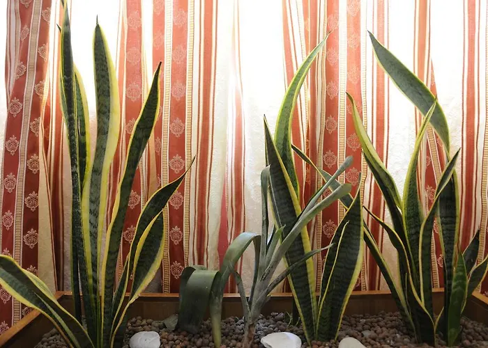 Branca 普拉亚·阿马勒