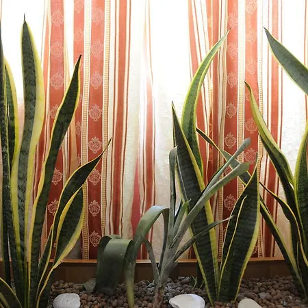 Branca 프라이아 아 마레