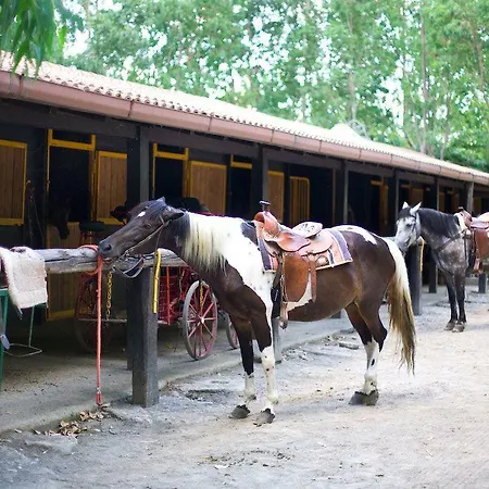Branca 3*